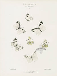 William Edwards American Antique Butterfly Print Menapia, Beckerii - Panteek Antique Prints