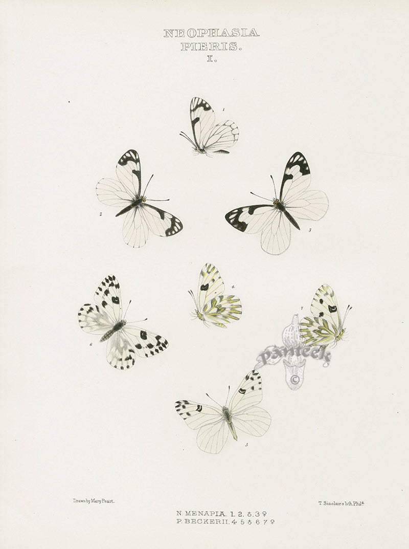 William Edwards American Antique Butterfly Print Menapia, Beckerii