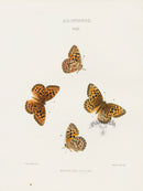 William Edwards American Antique Butterfly Print Monticola - Panteek Antique Prints