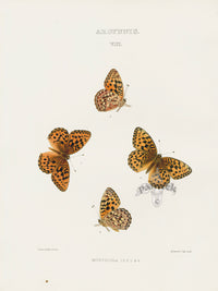 William Edwards American Antique Butterfly Print Monticola - Panteek Antique Prints