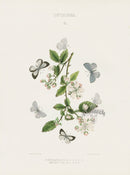 William Edwards American Antique Butterfly Print Neglecta - Panteek Antique Prints