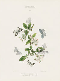 William Edwards American Antique Butterfly Print Neglecta - Panteek Antique Prints