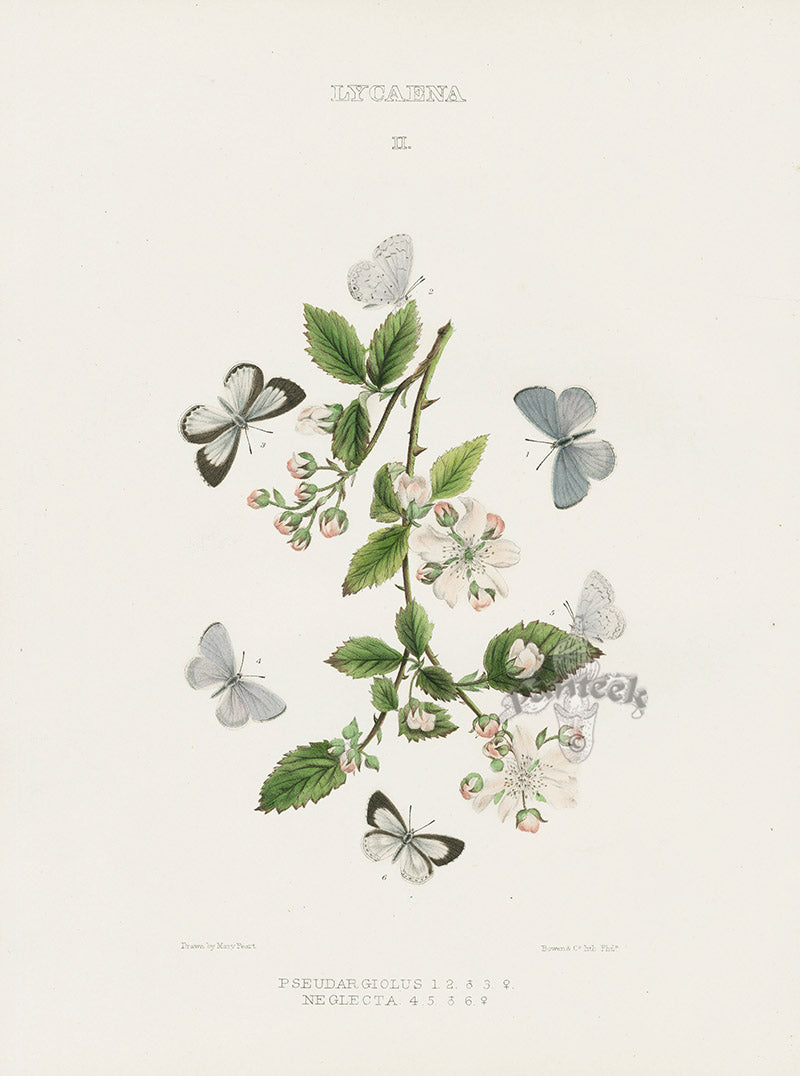 William Edwards American Antique Butterfly Print Neglecta