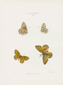 William Edwards American Antique Butterfly Print Nevadensis - Panteek Antique Prints