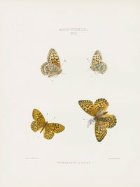 William Edwards American Antique Butterfly Print Nevadensis - Panteek Antique Prints