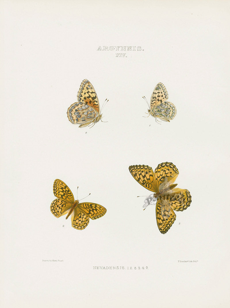 William Edwards American Antique Butterfly Print Nevadensis