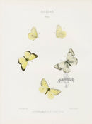 William Edwards American Antique Butterfly Print Occidentalis - Panteek Antique Prints