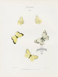 William Edwards American Antique Butterfly Print Occidentalis - Panteek Antique Prints
