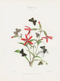 William Edwards American Antique Butterfly Print Ontario, Strigosa - Panteek Antique Prints