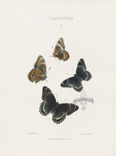 William Edwards American Antique Butterfly Print Proserpina - Panteek Antique Prints