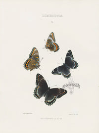 William Edwards American Antique Butterfly Print Proserpina - Panteek Antique Prints