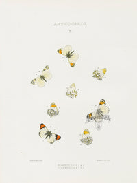 William Edwards American Antique Butterfly Print Reakirtii, Cooperii - Panteek Antique Prints