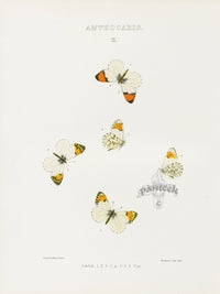 William Edwards American Antique Butterfly Print Sara - Panteek Antique Prints