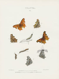 William Edwards American Antique Butterfly Print Satyrus, Zephyrus - Panteek Antique Prints