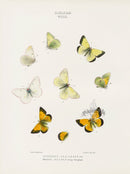 William Edwards American Antique Butterfly Print Scudderii, Meadii - Panteek Antique Prints