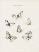 William Edwards American Antique Butterfly Print Smintheus - Panteek Antique Prints