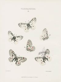 William Edwards American Antique Butterfly Print Smintheus - Panteek Antique Prints