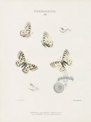 William Edwards American Antique Butterfly Print Smintheus, Behrii - Panteek Antique Prints