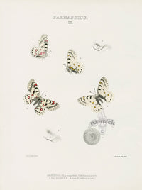 William Edwards American Antique Butterfly Print Smintheus, Behrii - Panteek Antique Prints