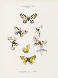 William Edwards American Antique Butterfly Print Smintheus, Eversmanii - Panteek Antique Prints