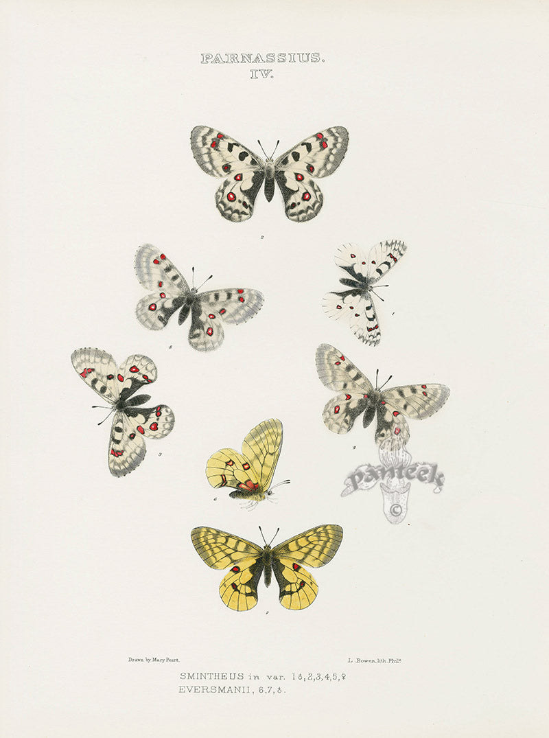 William Edwards American Antique Butterfly Print Smintheus, Eversmanii