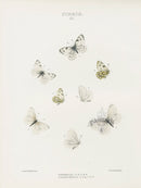 William Edwards American Antique Butterfly Print Vernalis, Virginiensis - Panteek Antique Prints