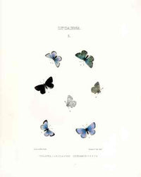 William Edwards American Antique Butterfly Print Violacea, Lygdamus - Panteek Antique Prints