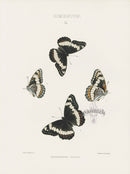 William Edwards American Antique Butterfly Print Weidemeyerii - Panteek Antique Prints