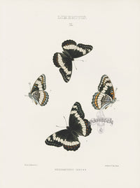 William Edwards American Antique Butterfly Print Weidemeyerii - Panteek Antique Prints