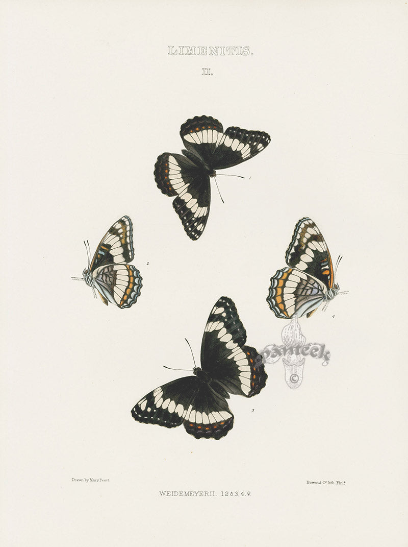 William Edwards American Antique Butterfly Print Weidemeyerii