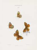 William Edwards American Antique Butterfly Print Zerene - Panteek Antique Prints
