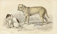 William Jardine Antique Animal Prints Alco, Carrier Dog - Panteek Antique Prints