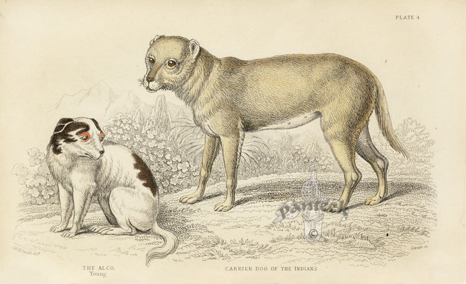 William Jardine Antique Animal Prints Alco, Carrier Dog
