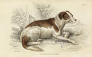 William Jardine Antique Animal Prints Boar Hound - Panteek Antique Prints