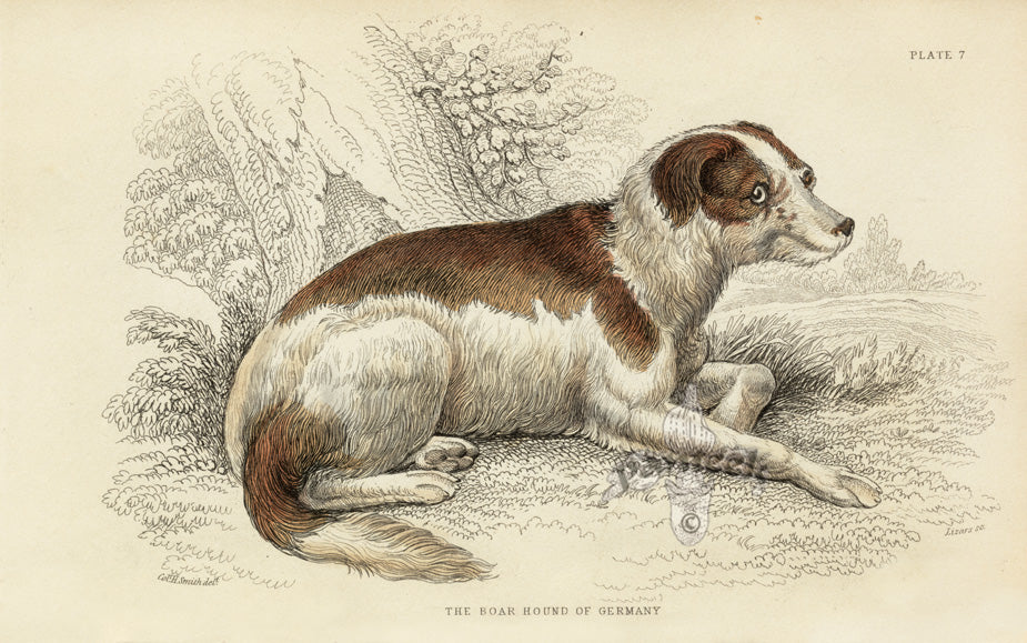 William Jardine Antique Animal Prints Boar Hound