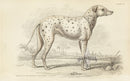 William Jardine Antique Animal Prints Coach Dog - Panteek Antique Prints
