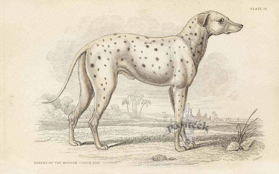 William Jardine Antique Animal Prints Coach Dog