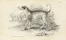 William Jardine Antique Animal Prints Dalmatian Dog - Panteek Antique Prints