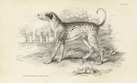 William Jardine Antique Animal Prints Dalmatian Dog - Panteek Antique Prints
