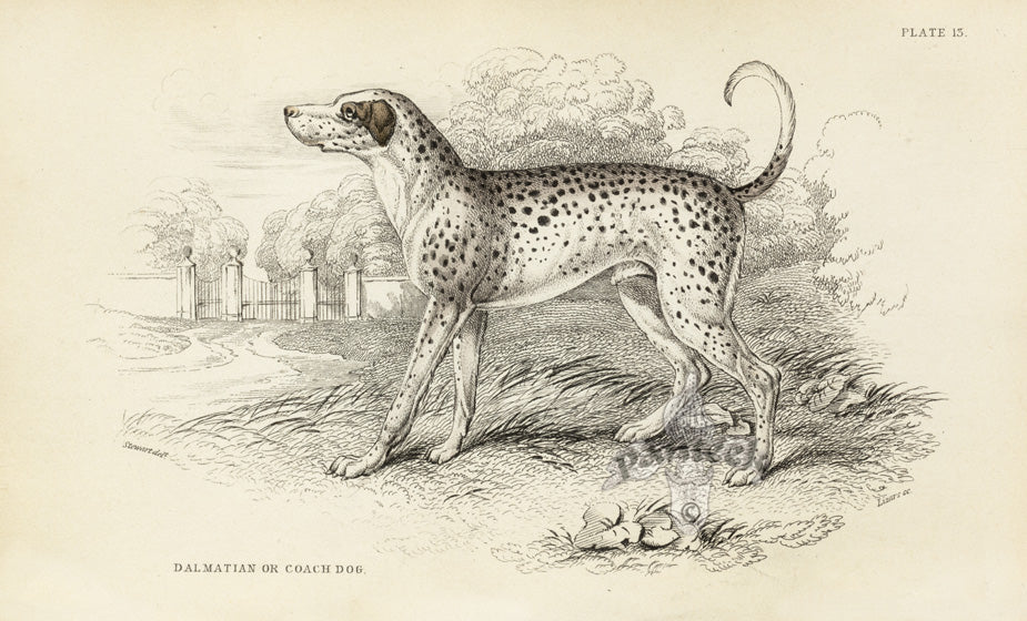 William Jardine Antique Animal Prints Dalmatian Dog