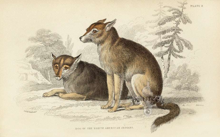 William Jardine Antique Animal Prints Dog of N. American Indians
