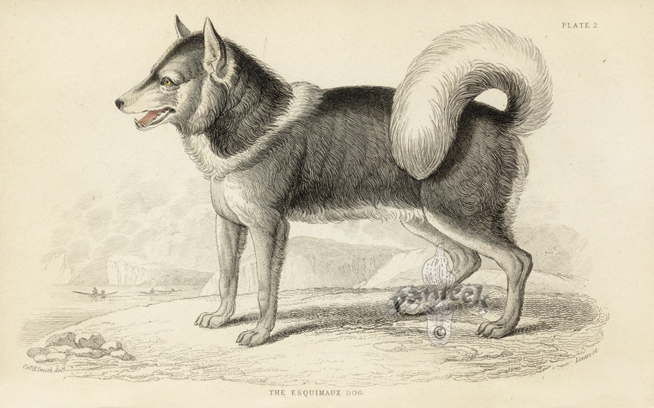 William Jardine Antique Animal Prints Esquimaux Dog