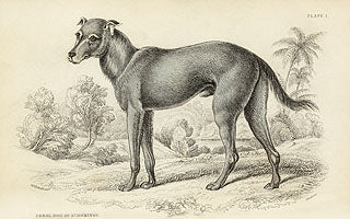 William Jardine Antique Animal Prints Feral Dog