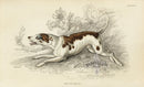 William Jardine Antique Animal Prints Fox Hound - Panteek Antique Prints