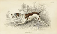 William Jardine Antique Animal Prints Fox Hound - Panteek Antique Prints