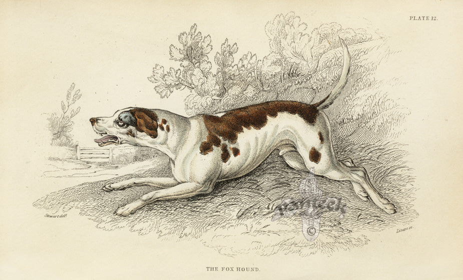 William Jardine Antique Animal Prints Fox Hound