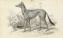 William Jardine Antique Animal Prints Greyhound - Panteek Antique Prints