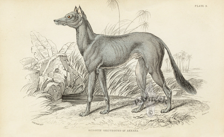 William Jardine Antique Animal Prints Greyhound