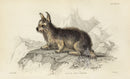 William Jardine Antique Animal Prints Isle Sky Terrier - Panteek Antique Prints