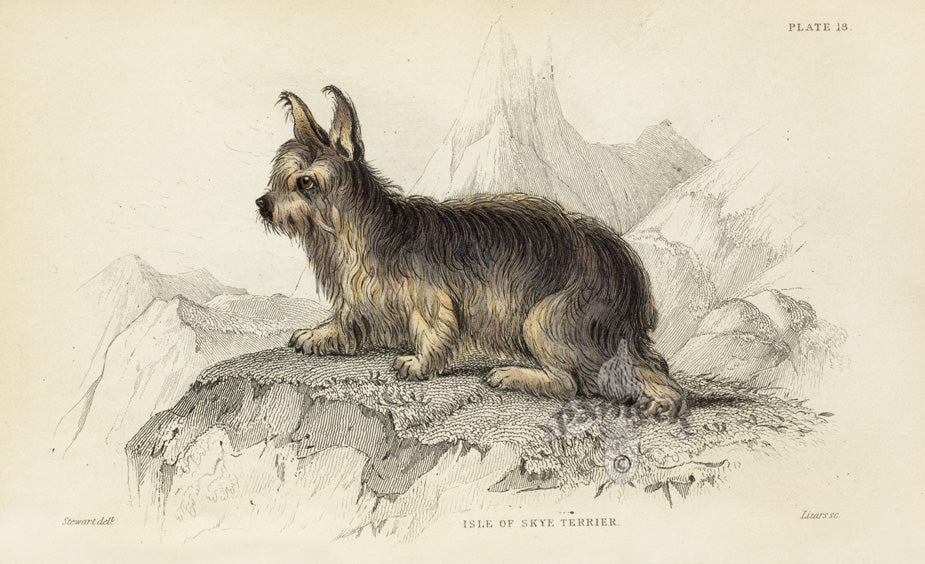William Jardine Antique Animal Prints Isle Sky Terrier